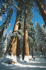 Hiker stands at the base of giant sequioa trees in the winter